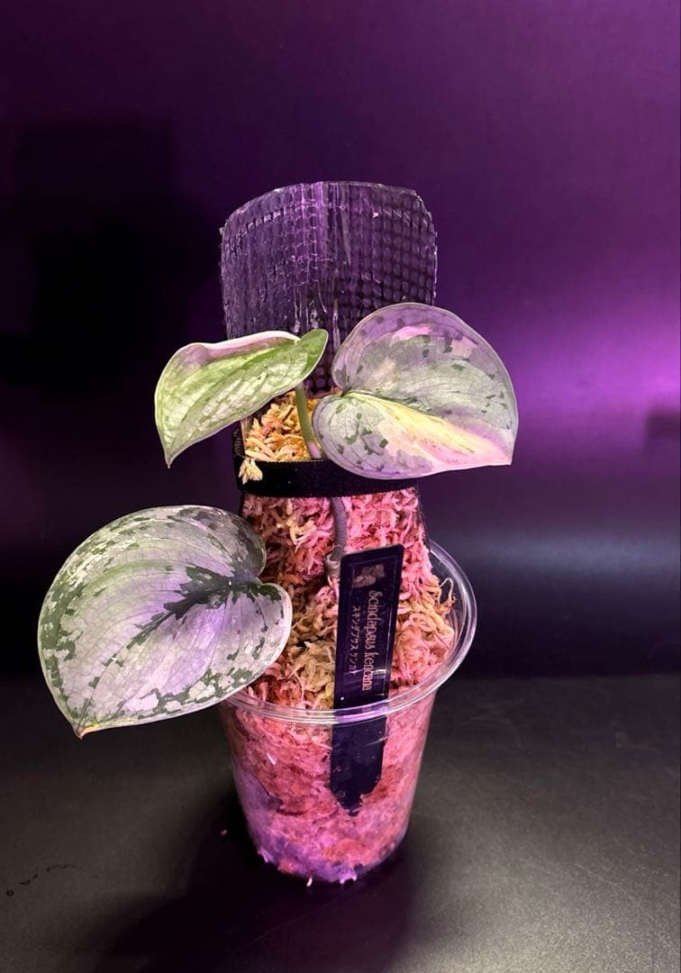 スキンダプサス ケンカナ 【レア】 ドラゴンのおまけ付き　L6