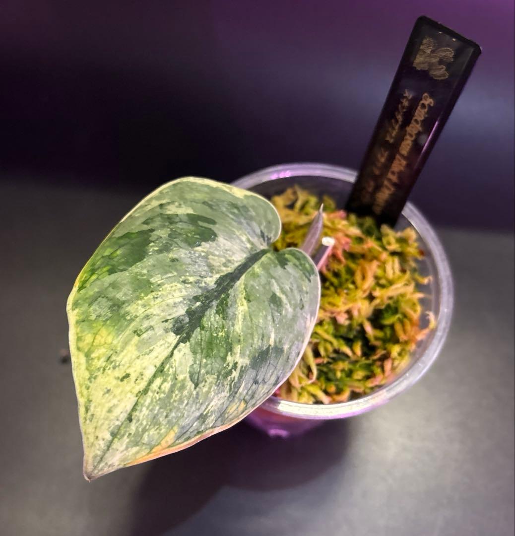 スキンダプサス ケンカナ 【レア】 ドラゴンのおまけ付き　L6