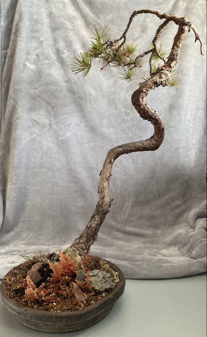 YUUTAさん専用　　赤松　文人盆栽　高さ95センチです