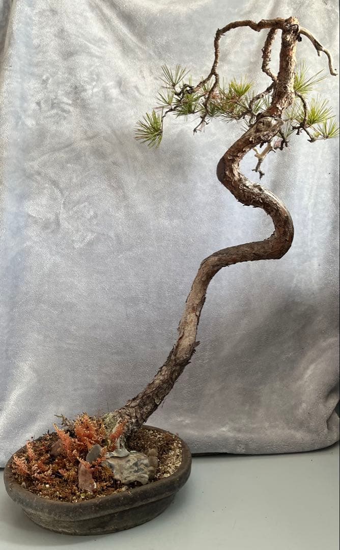 YUUTAさん専用　　赤松　文人盆栽　高さ95センチです