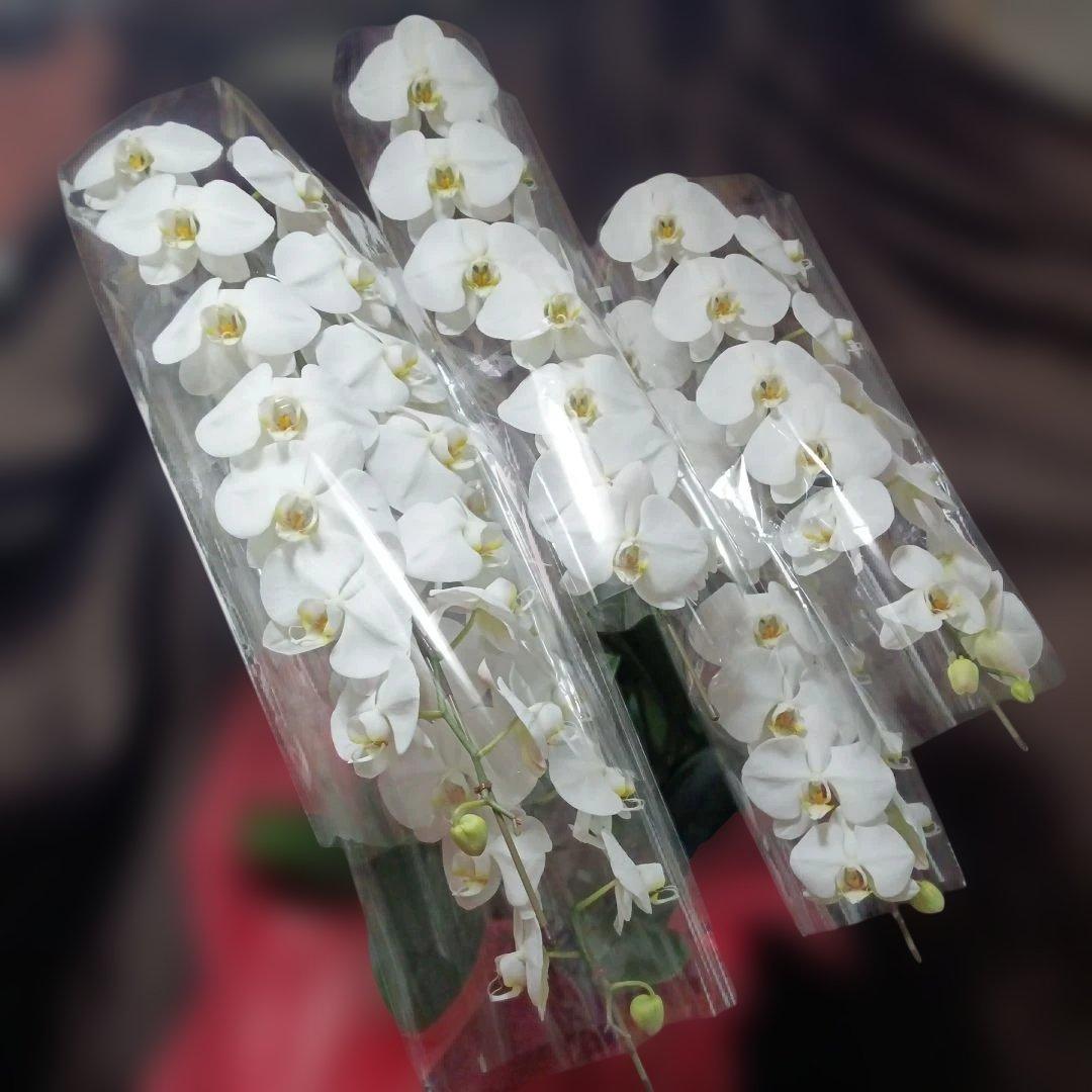 胡蝶蘭　生花　５本立ち ロング