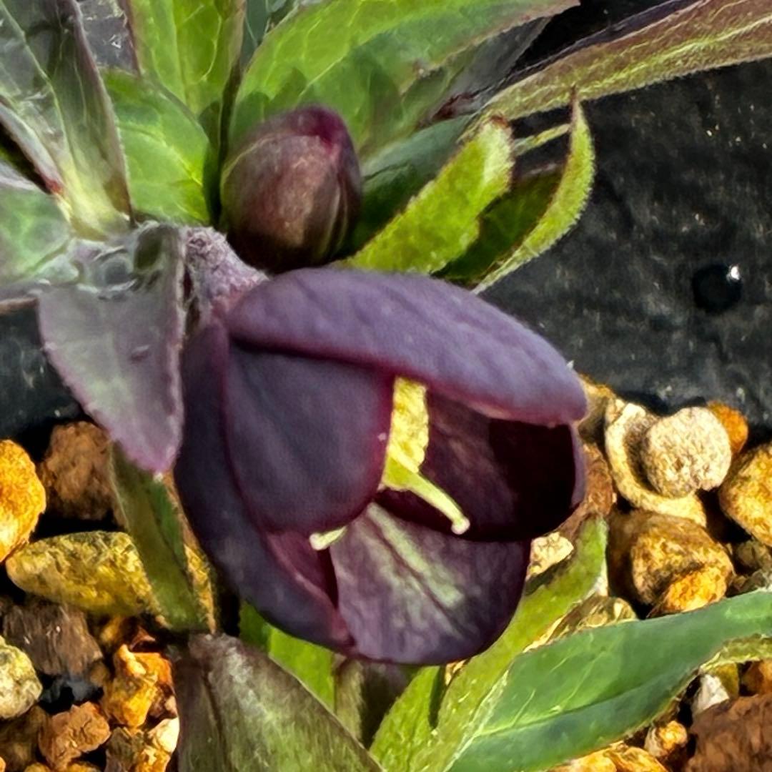 ラ*ク様 3577☘️蕾花付☘️極上☘️⭐️原生地採取⭐️croaticus⭐️