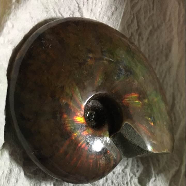 マダガスカル産 ファイアーアンモナイト