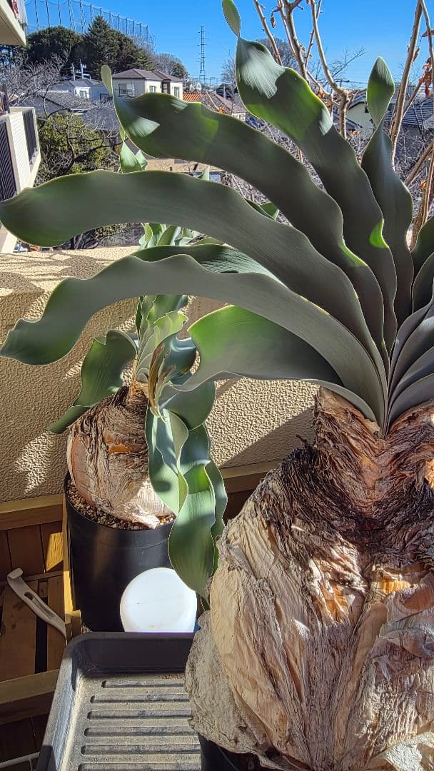 発根済み 波葉タイプ ブーファン ハエマンソイデス ハエマントイデス