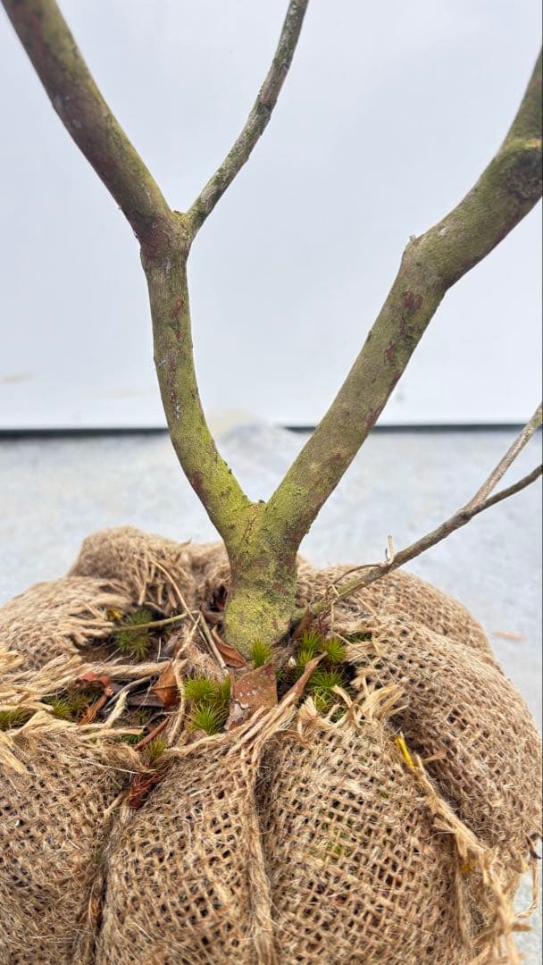 吉野ツツジ ヨシノツツジ 723 樹高1.3m位 吉野躑躅 ツツジ 半常緑低木