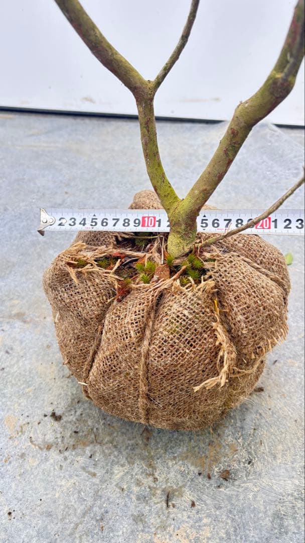 吉野ツツジ ヨシノツツジ 723 樹高1.3m位 吉野躑躅 ツツジ 半常緑低木