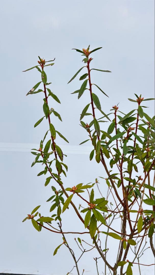 吉野ツツジ ヨシノツツジ 723 樹高1.3m位 吉野躑躅 ツツジ 半常緑低木