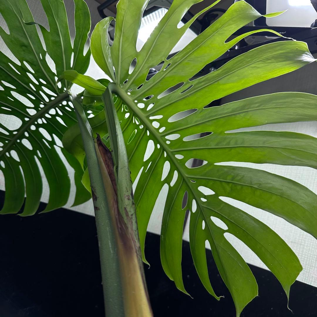 江*君様 モンステラデリシオーサマクロコズム超希少系統鉢植え