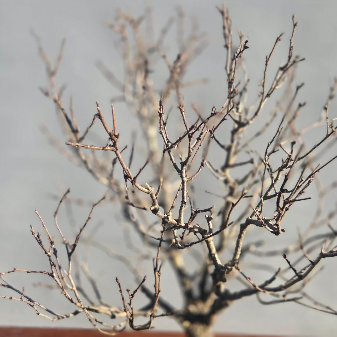 欅:　ケヤキ　[直幹]　貴風盆栽