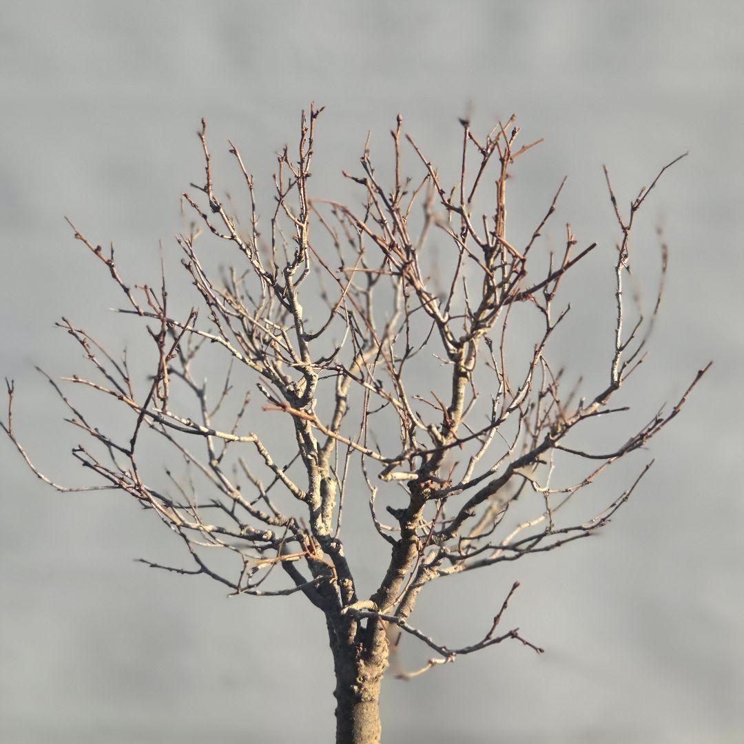 欅:　ケヤキ　[直幹]　貴風盆栽