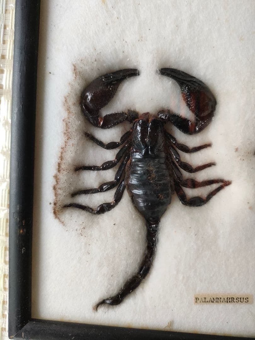 ●昆虫標本セット額入り サソリ + クモ（スパイダー）標本/博物館/インテリア
