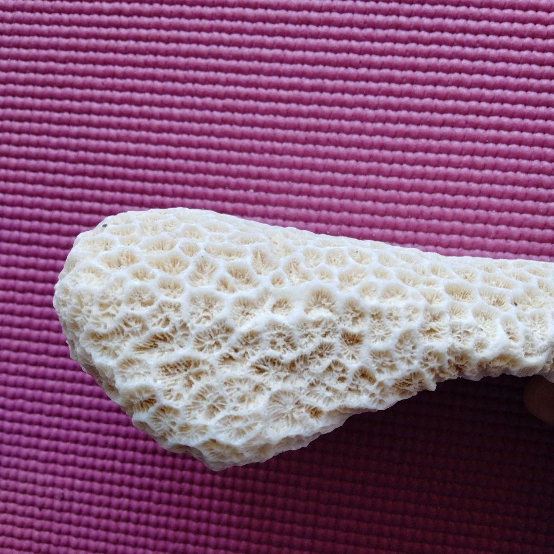 クリーム色のサンゴ置物