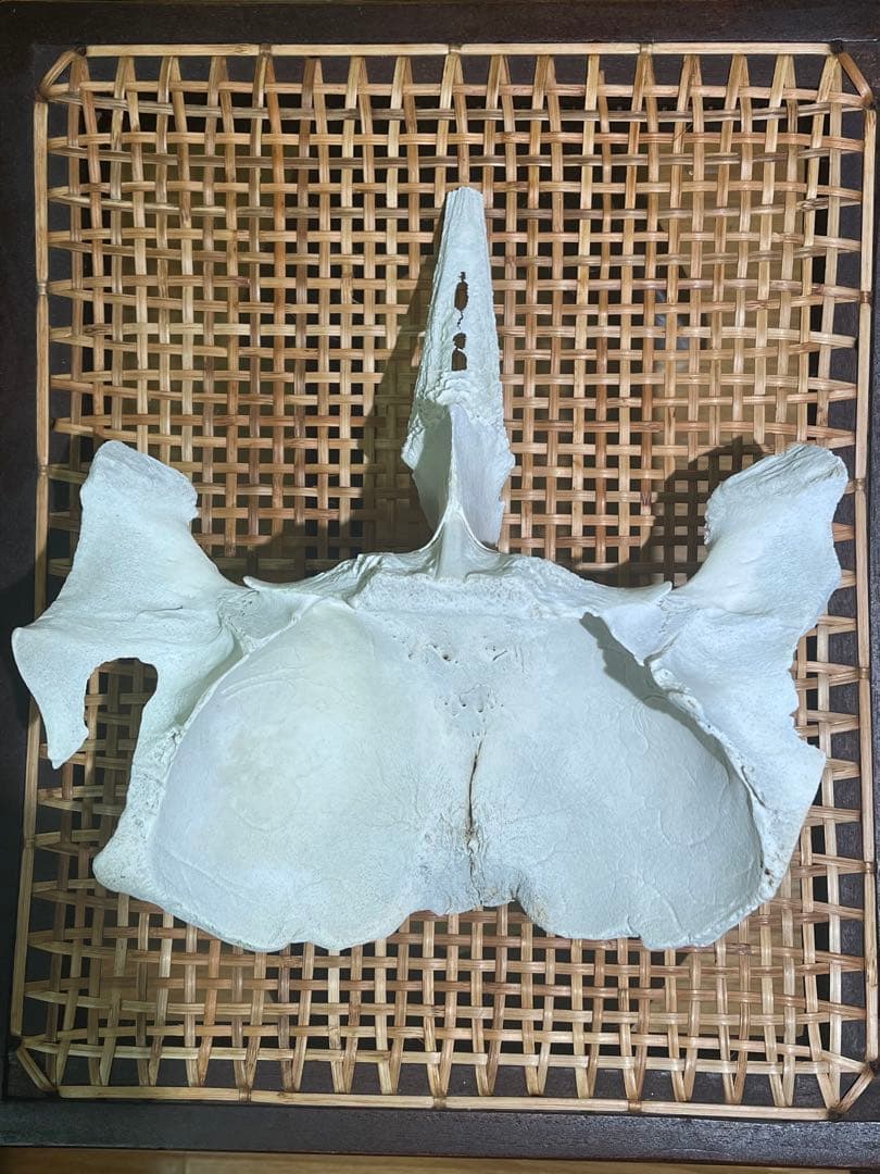 イルカ　骨　06