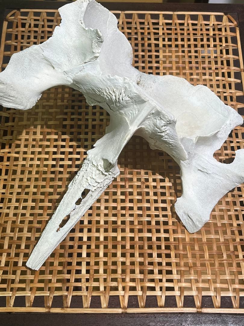 イルカ　骨　06