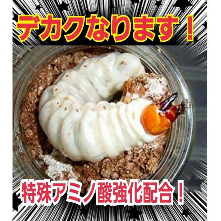 極上！ヒマラヤひらたけ菌糸瓶1500ml【7本】トレハロース、キトサン強化配合！