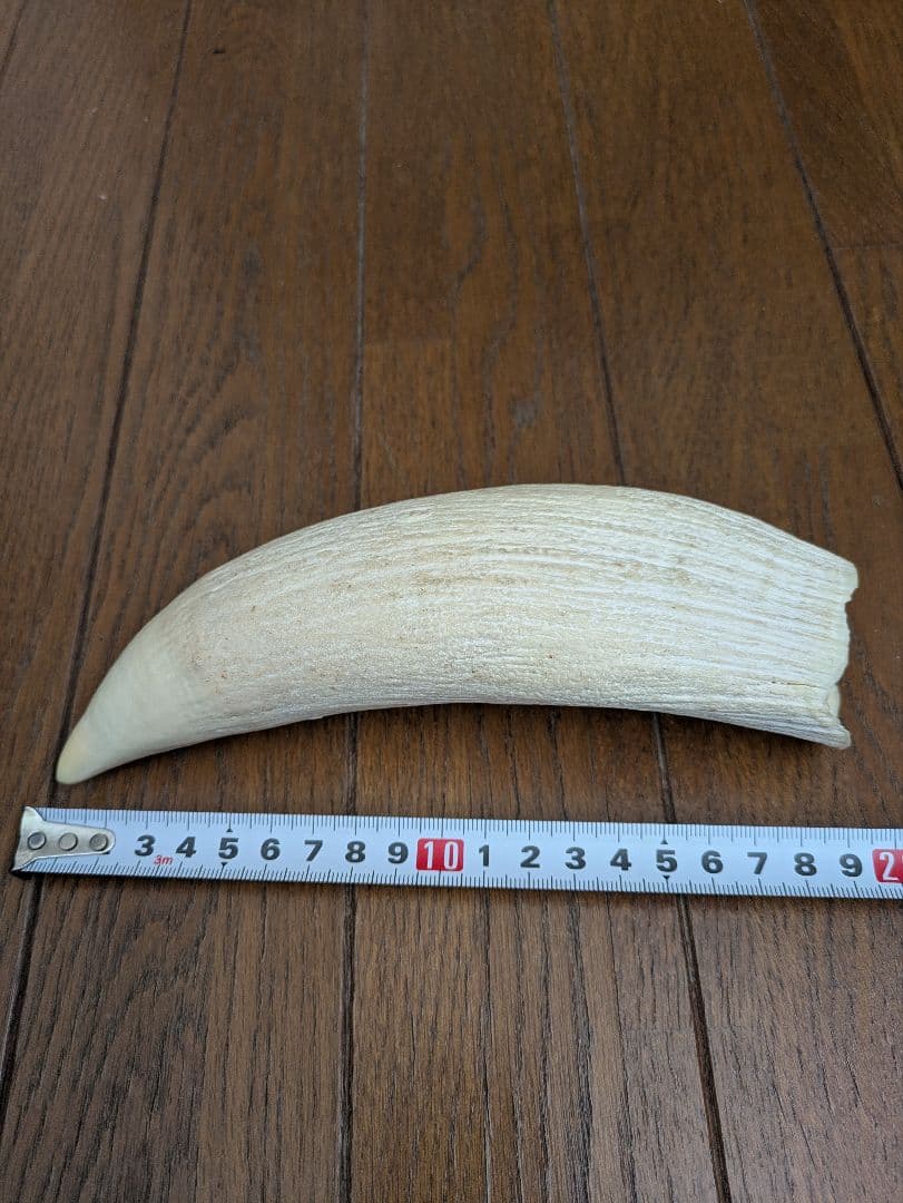 マッコウクジラの歯？