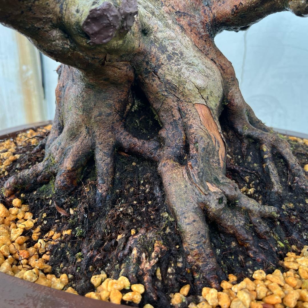皐月 大盃(おおさかずき) 盆栽 素材 / 超極太幹
