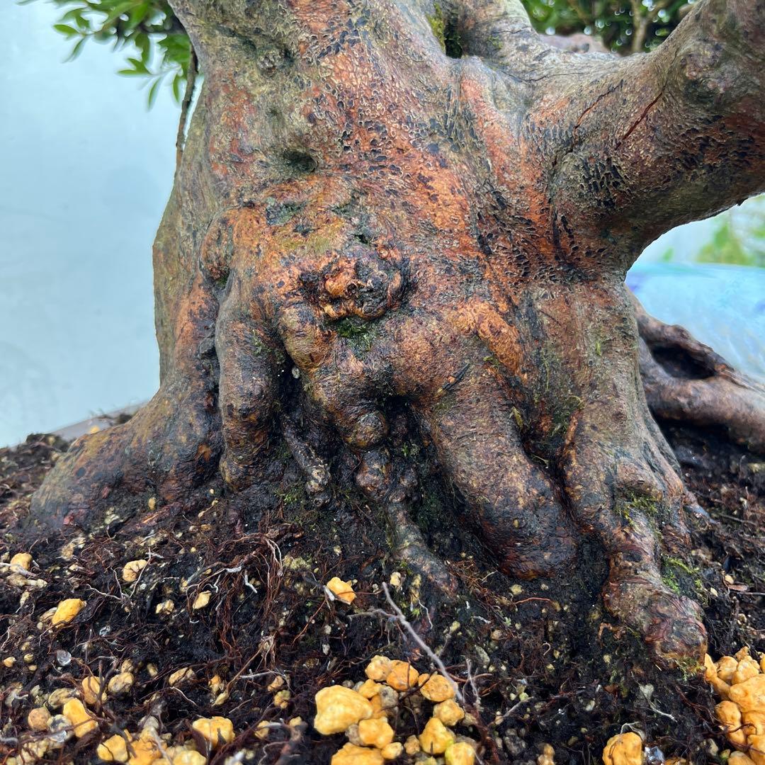 皐月 大盃(おおさかずき) 盆栽 素材 / 超極太幹