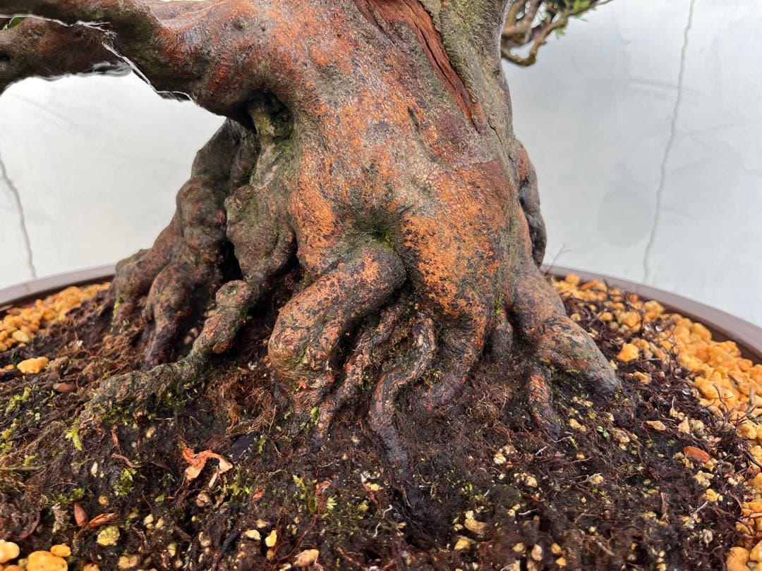 皐月 大盃(おおさかずき) 盆栽 素材 / 超極太幹