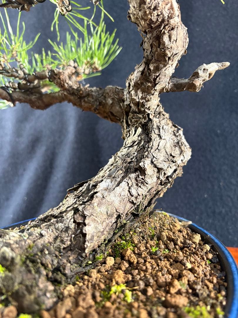 貴風盆栽、黒松、模様木(古木) やや傷や汚れあり