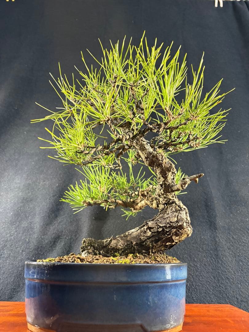 貴風盆栽、黒松、模様木(古木) やや傷や汚れあり