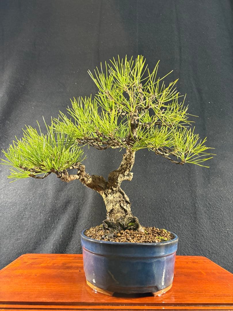 貴風盆栽、黒松、模様木(古木) やや傷や汚れあり