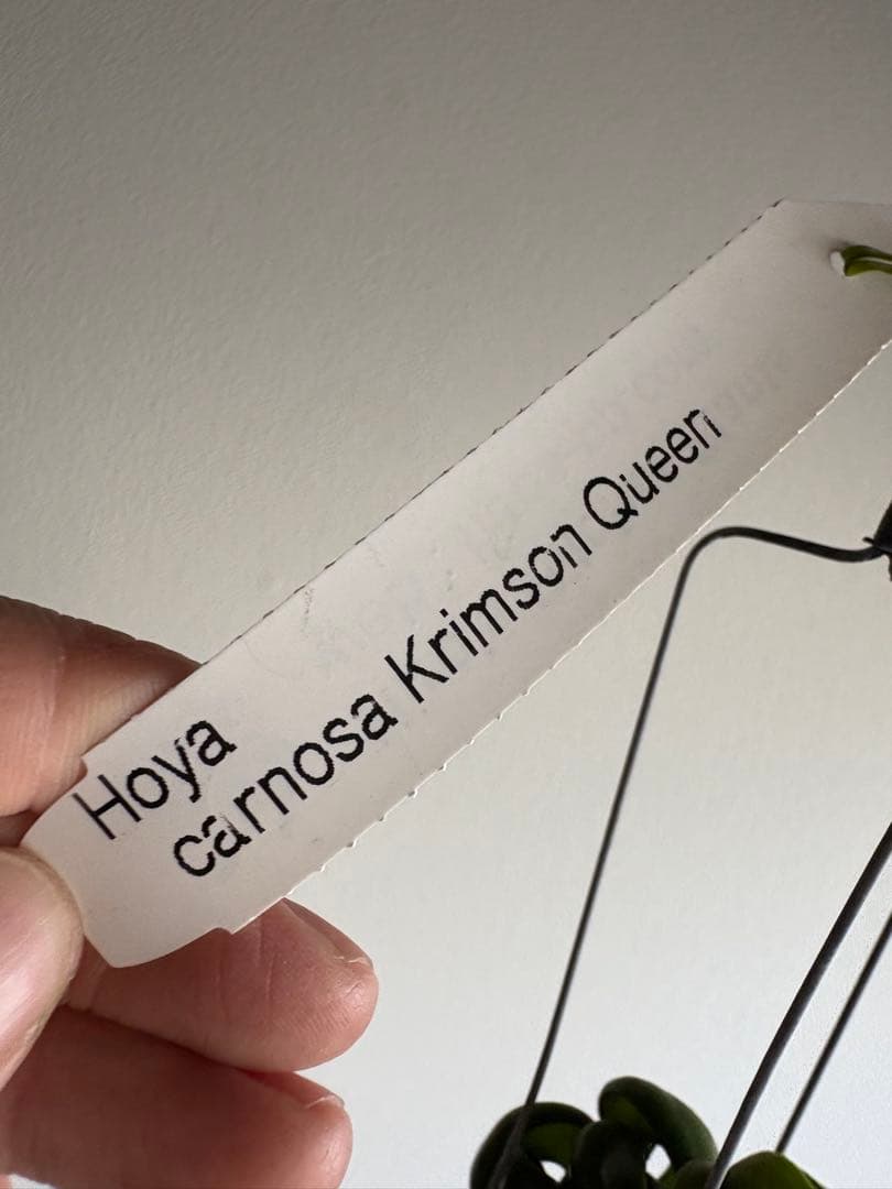 ホヤ hoya caronsa Krimson Queen