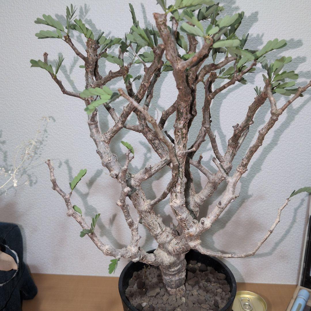 センナ　メリディオナリス　大株 （鉢付き)