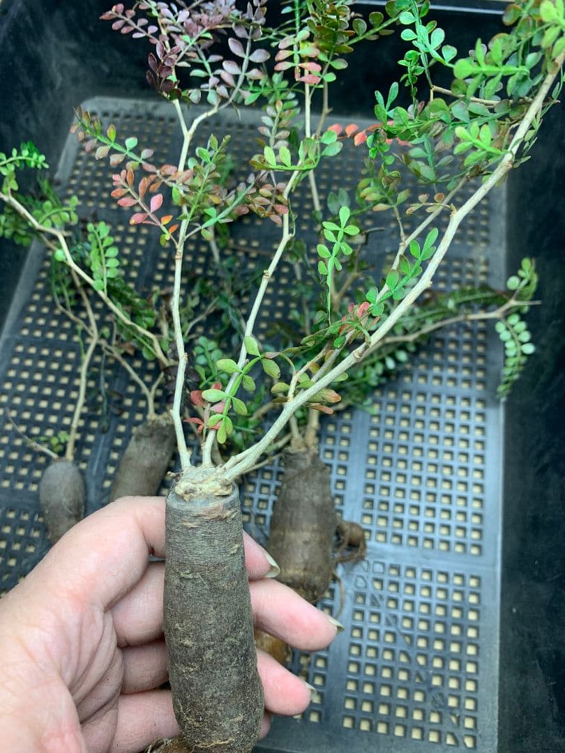 r*a様 C72 多肉植物 オペルクリカリア・パキプス 5株