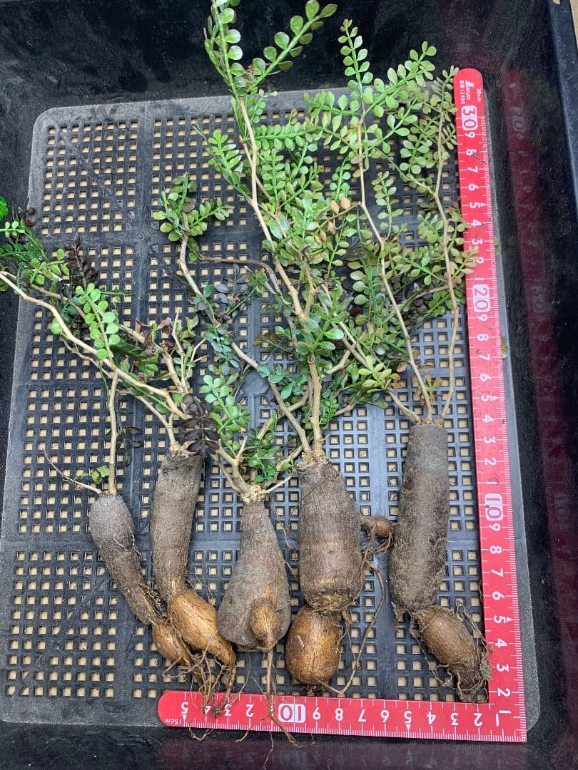 r*a様 C72 多肉植物 オペルクリカリア・パキプス 5株