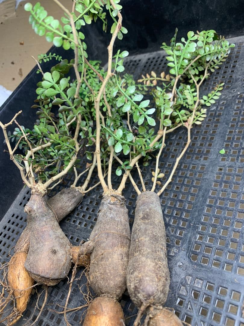 r*a様 C72 多肉植物 オペルクリカリア・パキプス 5株