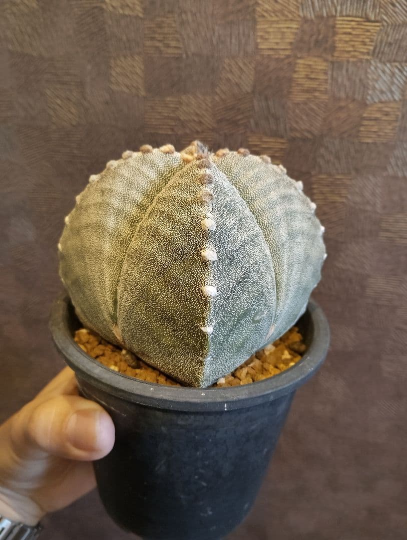 希少 アストロフィツム 肋骨 ゼブラ ランポー