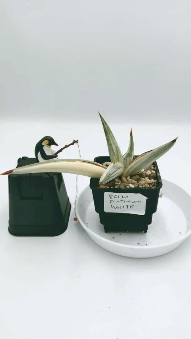 サンスベリア ベラ プラチナム ホワイト