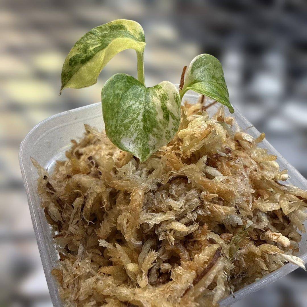 アンスリウム (papi×cry var)× michelle 斑入り