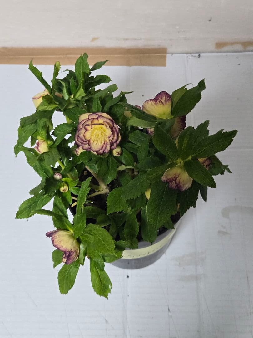 ☆クリスマスローズ☆ダブル　イエローピコゴールドグラデーション☆6号鉢☆