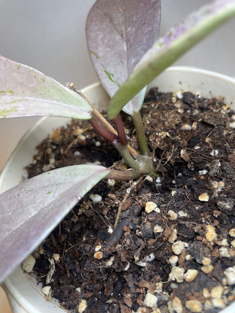 セール　全斑入り　珍種ホヤ　プビカリクス ピンクシルバーゴースト　サクララン