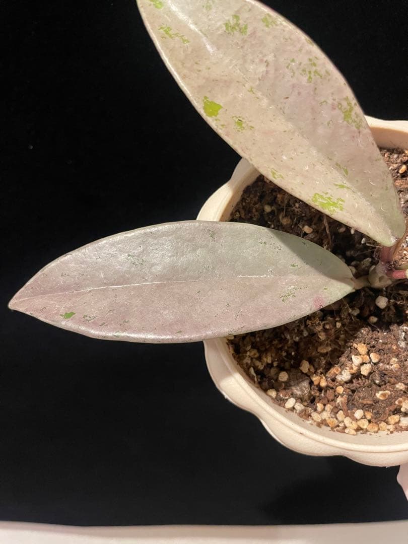 セール　全斑入り　珍種ホヤ　プビカリクス ピンクシルバーゴースト　サクララン