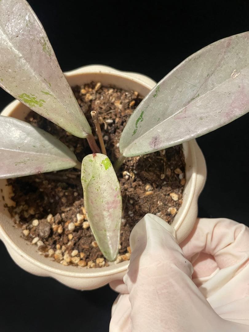 セール　全斑入り　珍種ホヤ　プビカリクス ピンクシルバーゴースト　サクララン