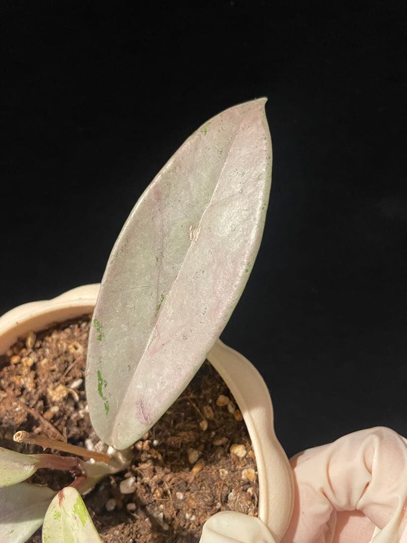 セール　全斑入り　珍種ホヤ　プビカリクス ピンクシルバーゴースト　サクララン