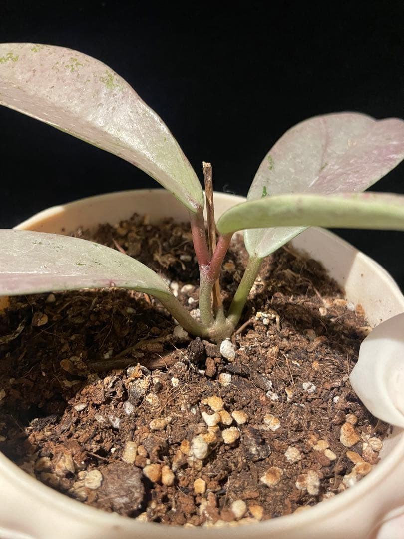 セール　全斑入り　珍種ホヤ　プビカリクス ピンクシルバーゴースト　サクララン