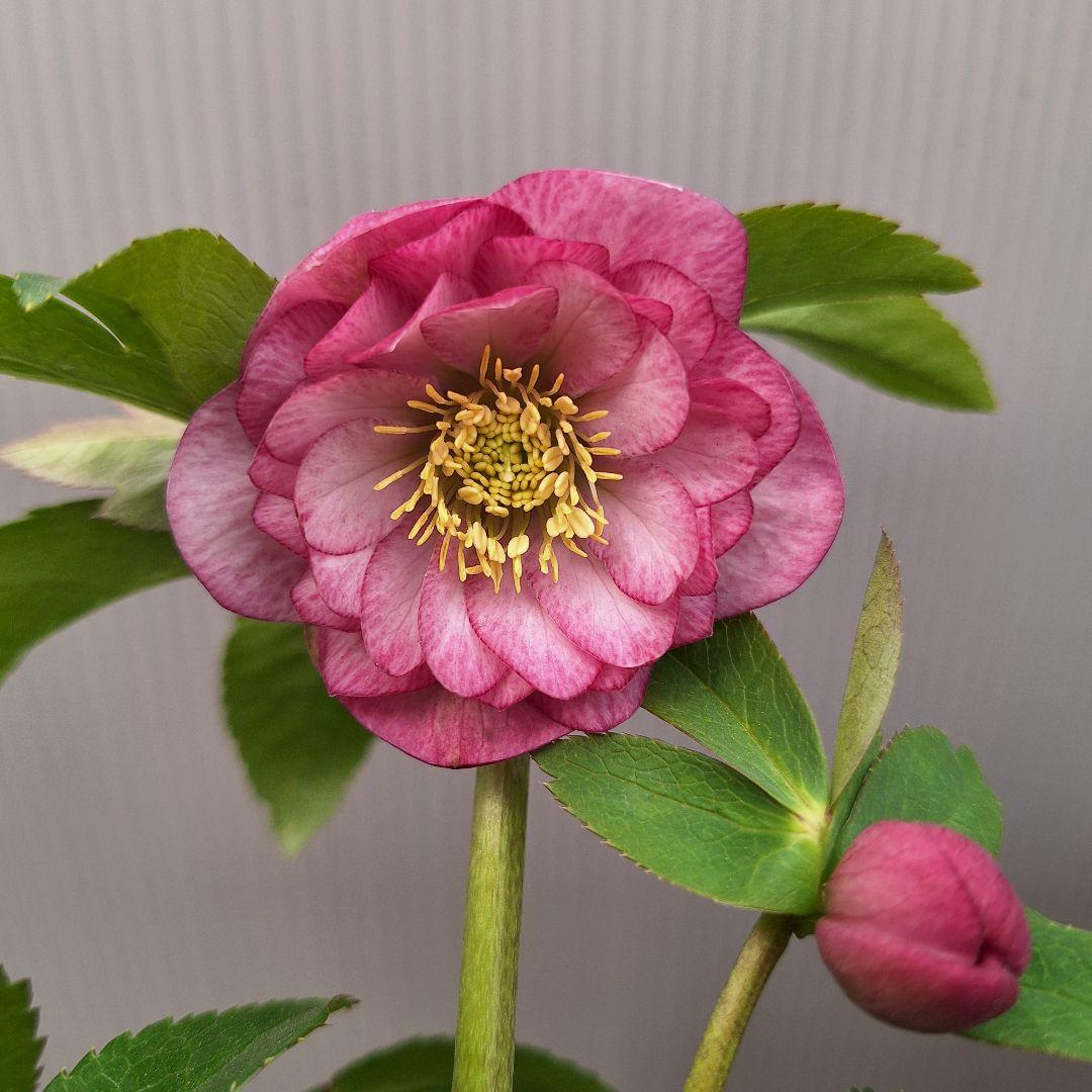 まや 26-4 クリスマスローズ 3ポットセット