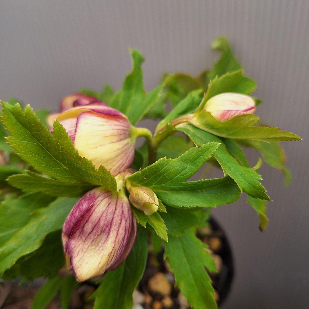 まや 26-4 クリスマスローズ 3ポットセット