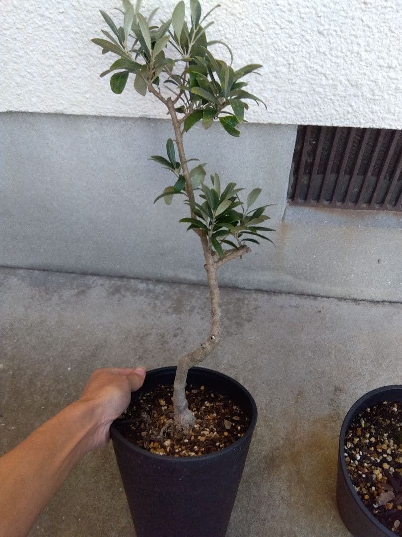 オリーブ　盆栽　6号鉢つき　3鉢セット❗　⑧