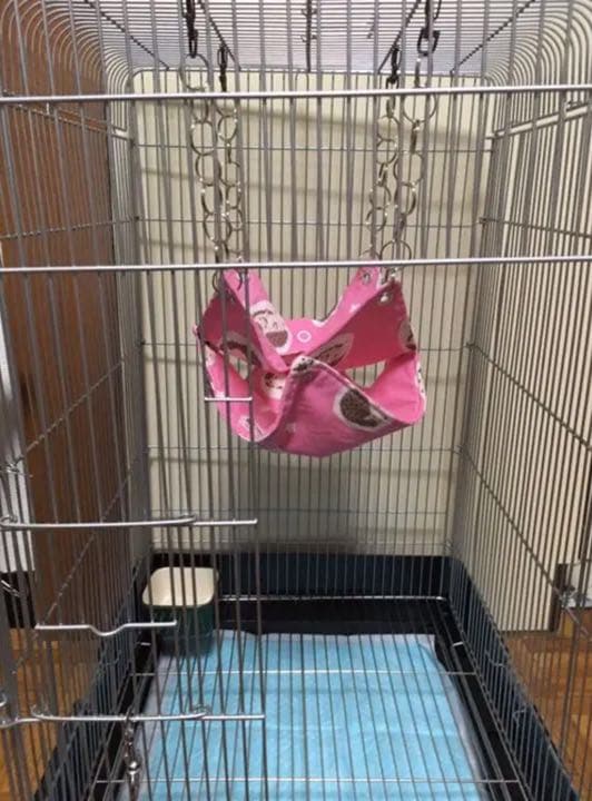 モモンガハウス（ペンギン柄）春・秋仕様     特価❗️❗️