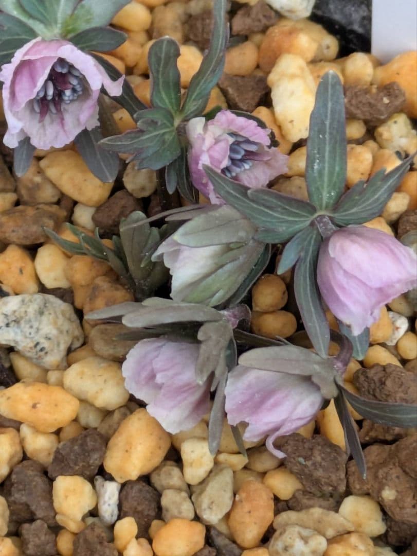 B.セツブンソウ　赤花　6花