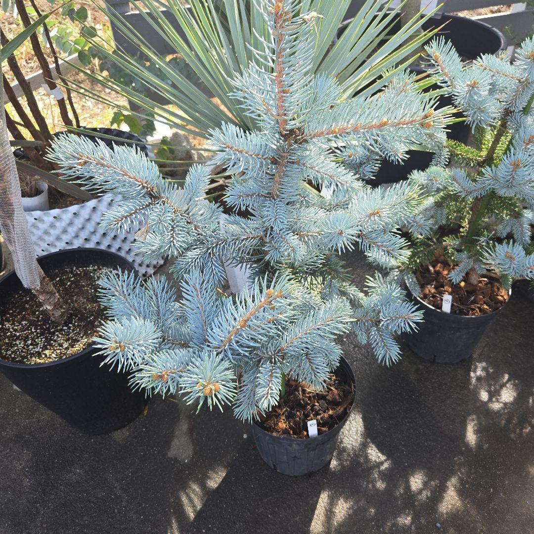 ⑨　ブンゲンス　トウヒ　ホプシー　７号　最高等級極上品‼️