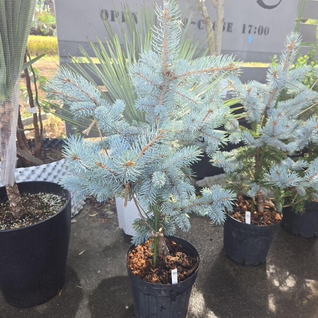 ⑨　ブンゲンス　トウヒ　ホプシー　７号　最高等級極上品‼️