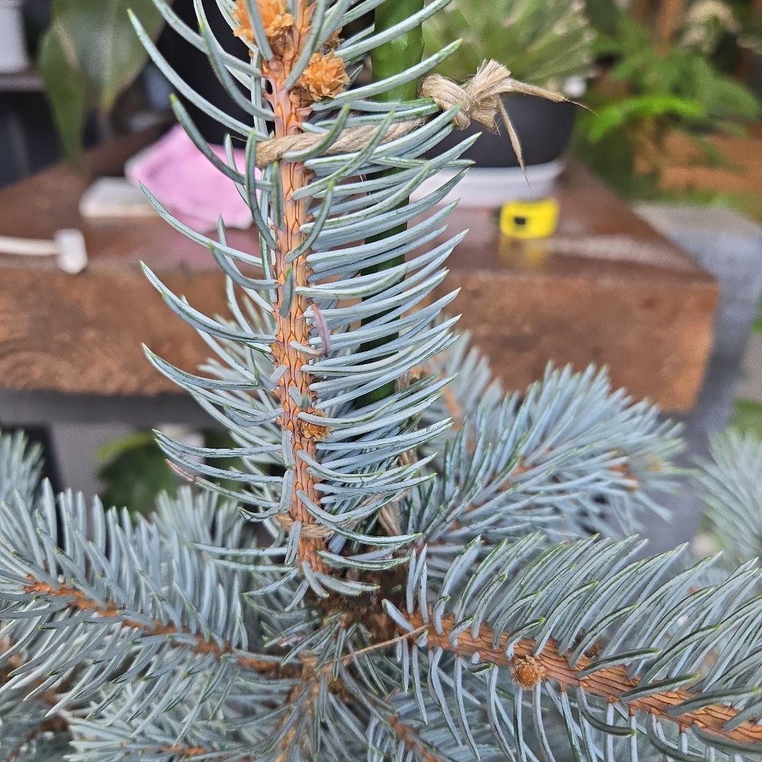 ⑨　ブンゲンス　トウヒ　ホプシー　７号　最高等級極上品‼️