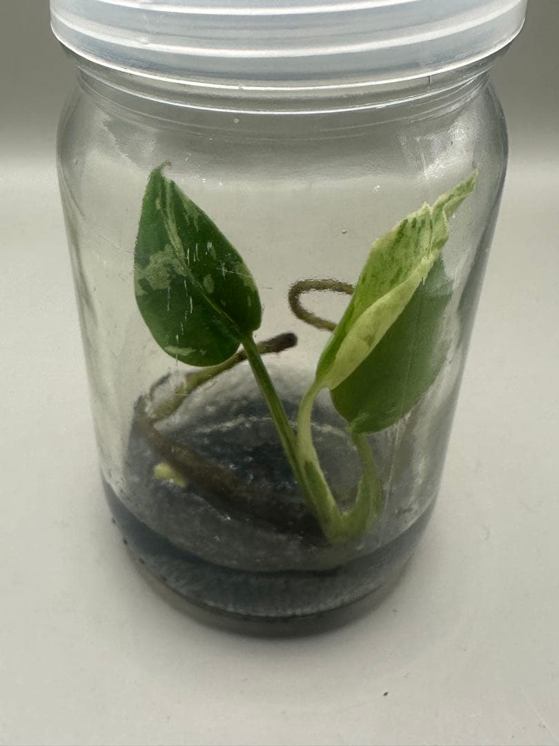 本日限定価格　希少株　Monstera Bulbasaurモンステラ・フシギダネ