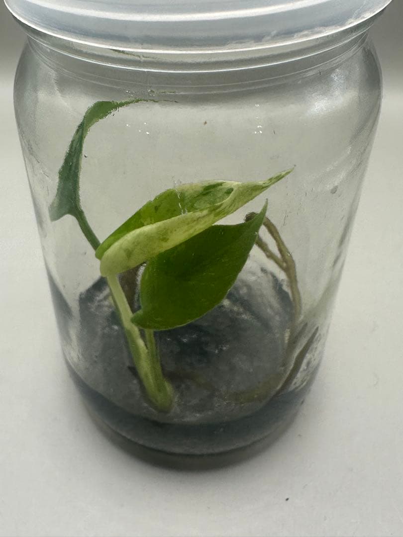 本日限定価格　希少株　Monstera Bulbasaurモンステラ・フシギダネ